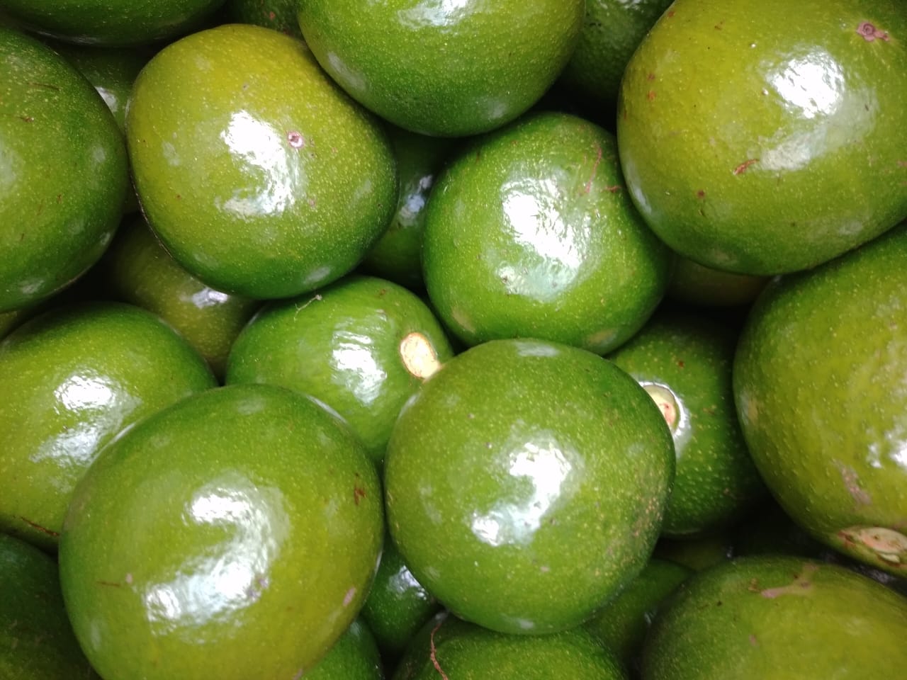Fresh glossy avocados
