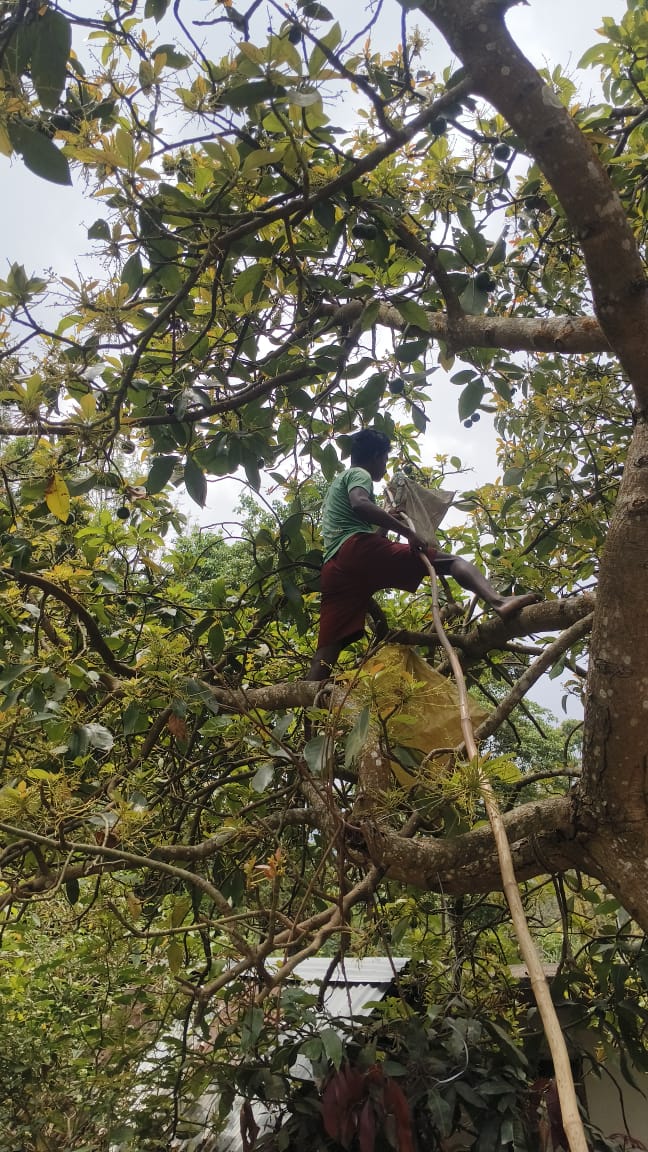 Farmer harvesting avocados
