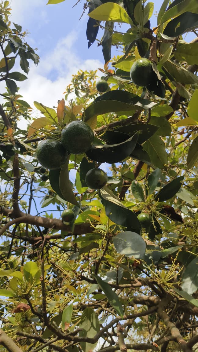 Avocado grove in Kodaikanal