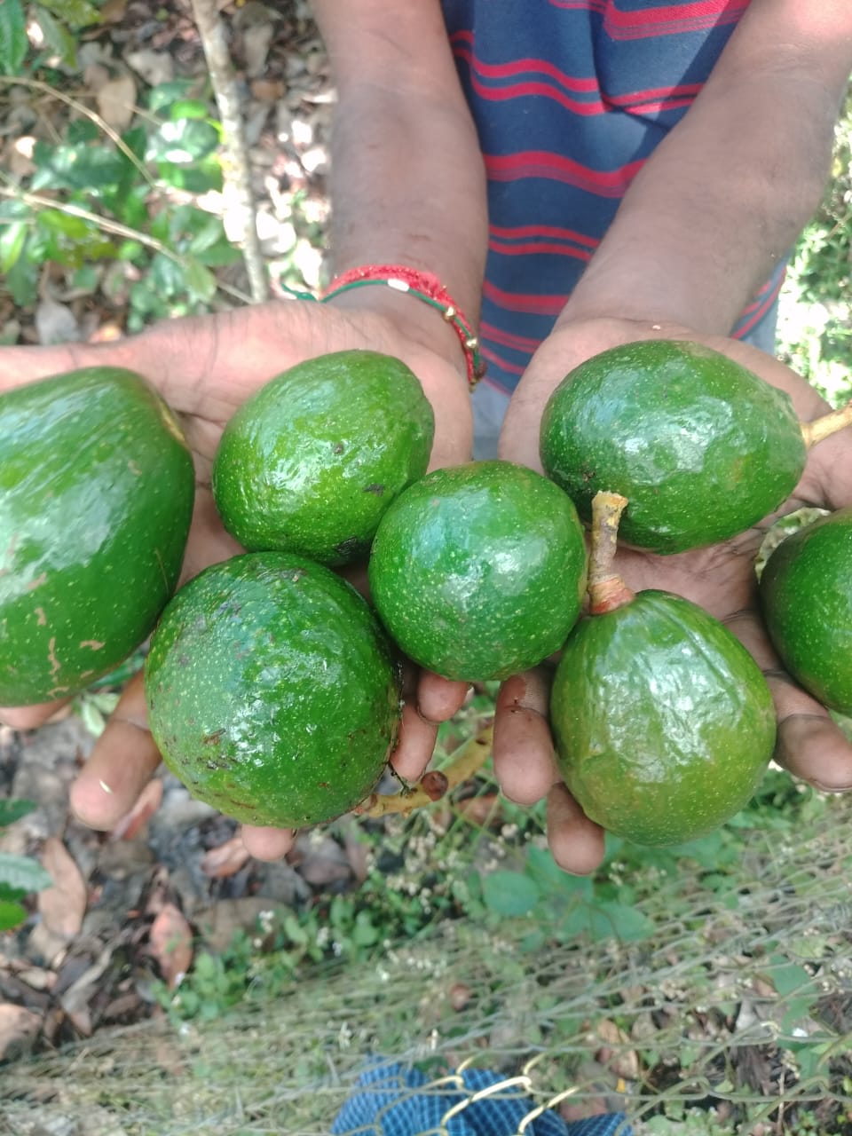 Fresh harvest handful