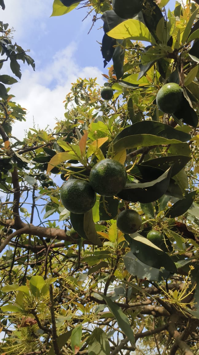 Avocados growing on tree